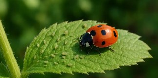 Joaninhas: o papel essencial delas contra pragas