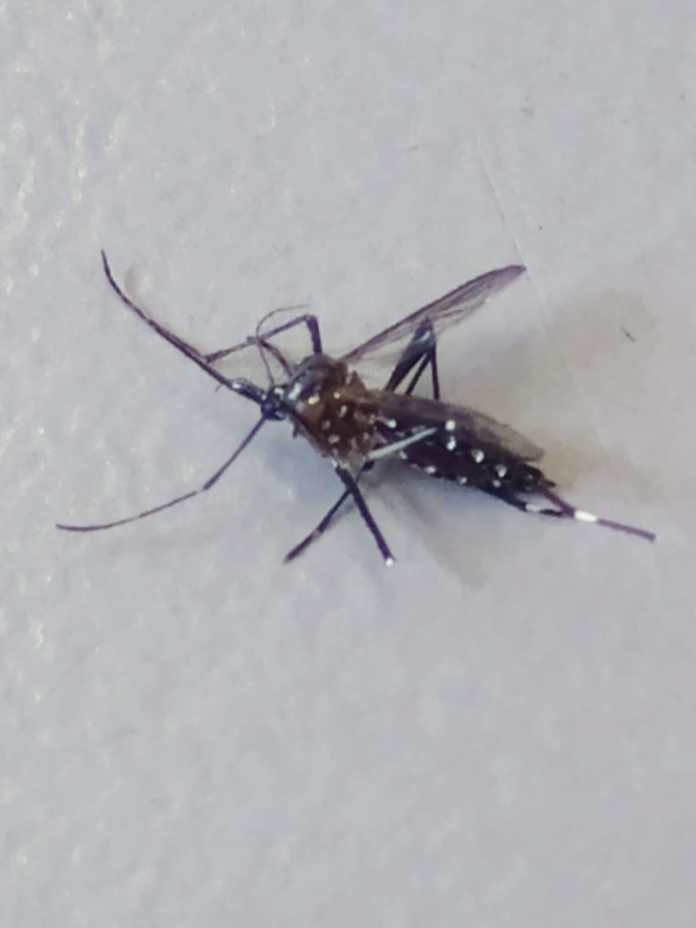 aedes Dengue segue avançando