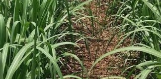 Crime sem solução no canavial entre São Carlos e Ibaté