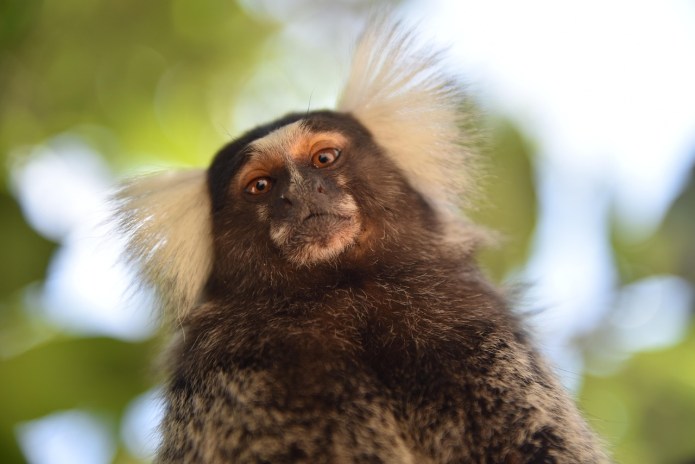 marmoset-6487285_1280 Morte de sagui: investigação sobre Febre Amarela