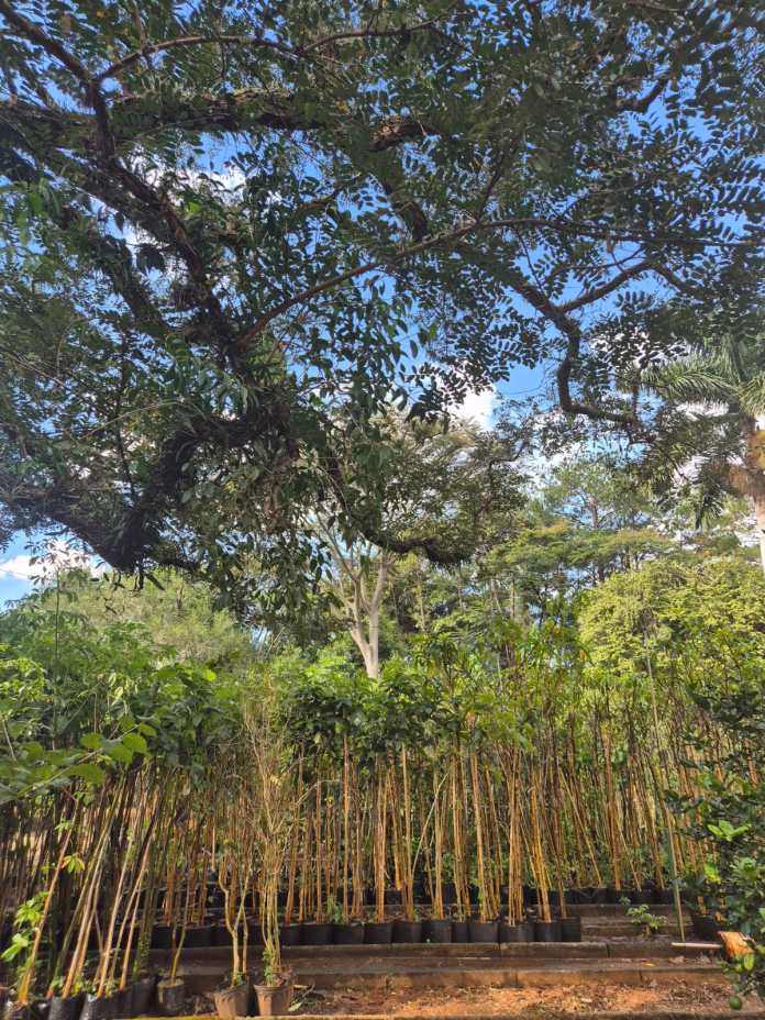 São Carlos promove plantio de árvores São Carlos promove plantio de árvores