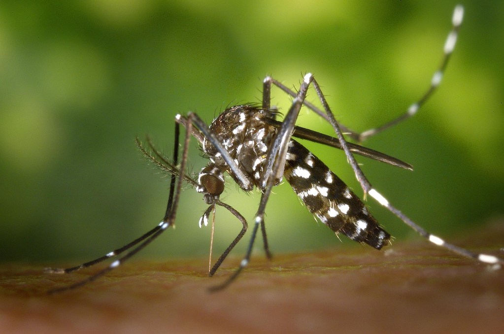 São Carlos já registra mais de 16 mil casos de Dengue em 2025; cidade soma 11 mortes pela doença