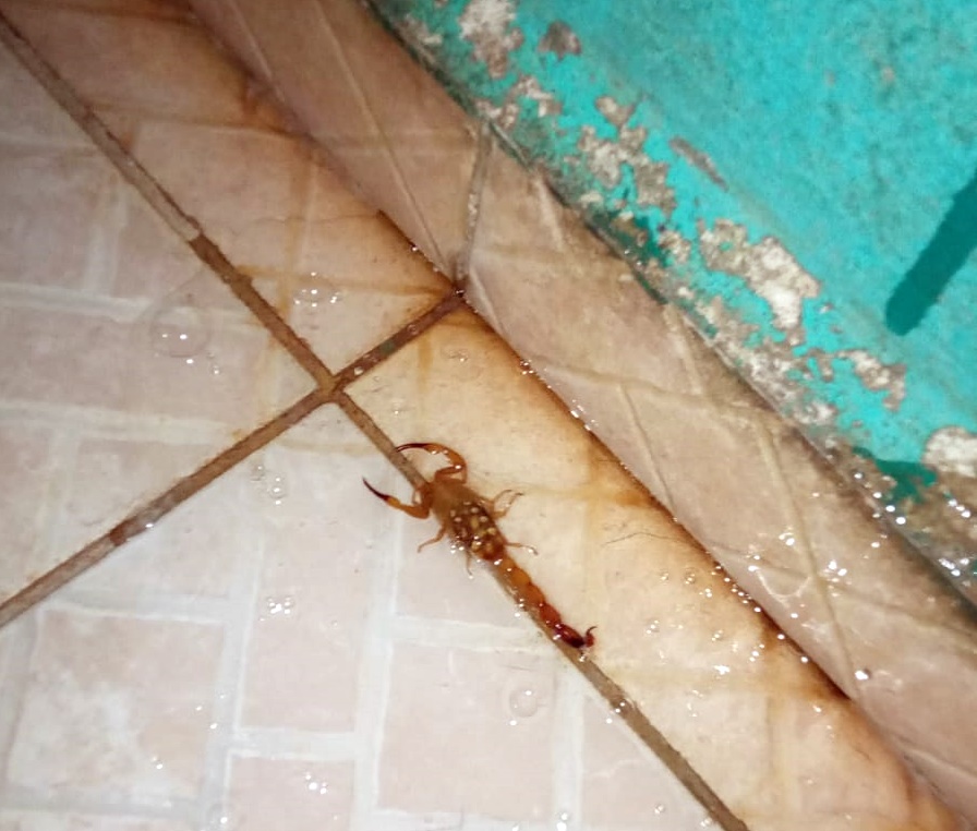 Escorpiões amarelos são perigosos