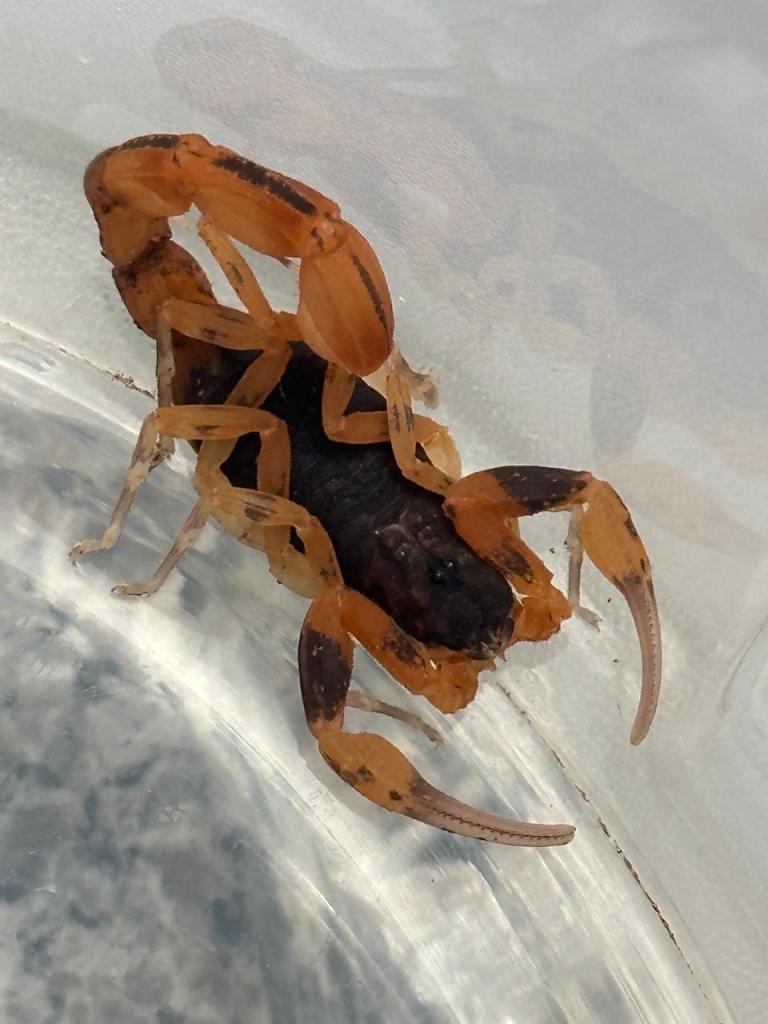 São Carlos promove Semana Estadual de Enfrentamento ao Escorpião