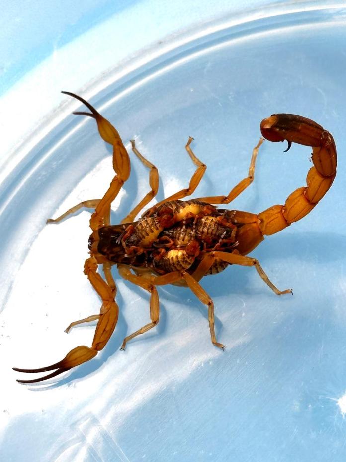 São Carlos promove Semana Estadual de Enfrentamento ao Escorpião