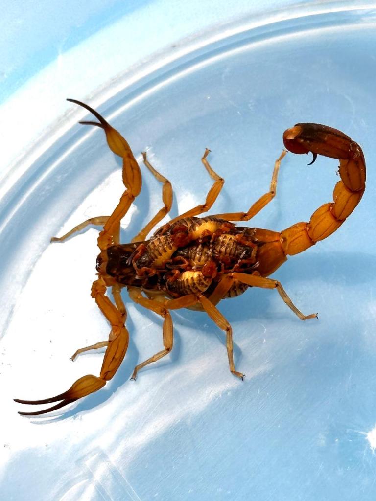 São Carlos promove Semana Estadual de Enfrentamento ao Escorpião