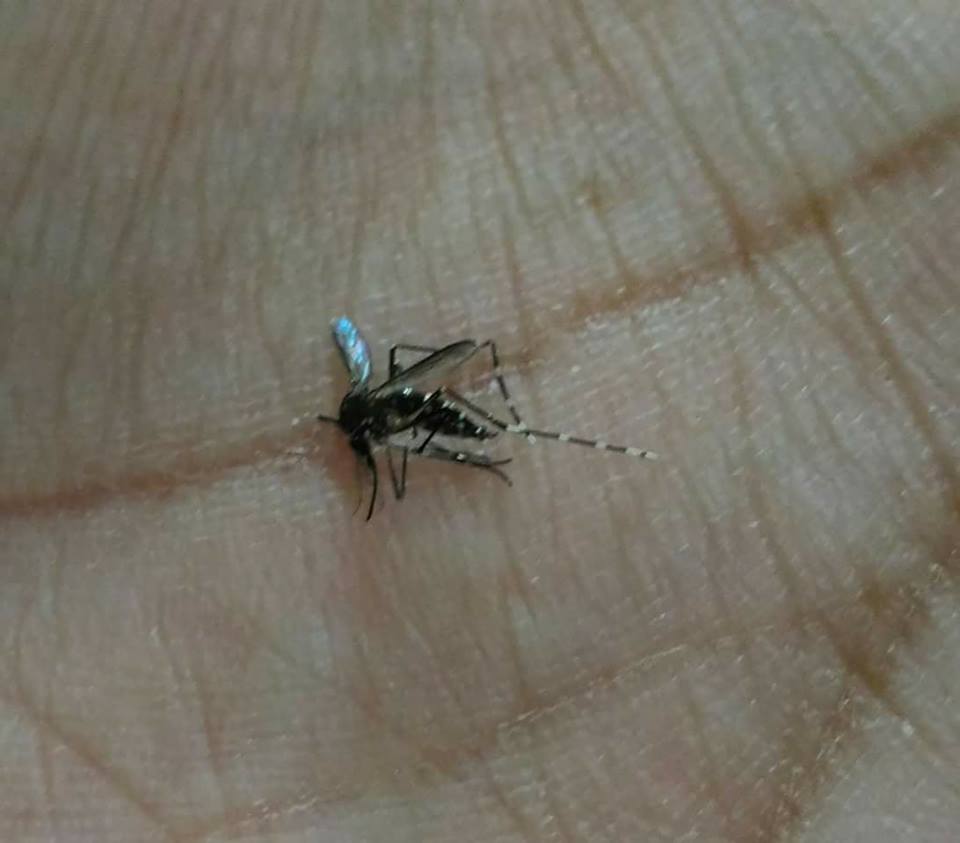 São Carlos registra mais de 19 mil casos positivos de Dengue em 2025; cidade contabiliza 22 mortes pela doença