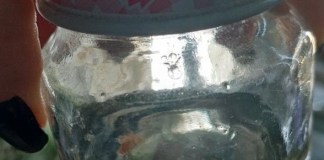 Escorpião amarelo: sinais que podem indicar a presença do animal em sua casa ou quintal