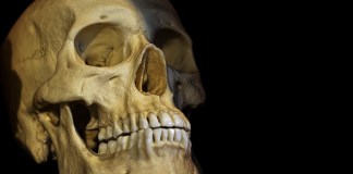 Crânio é encontrado em área de mata