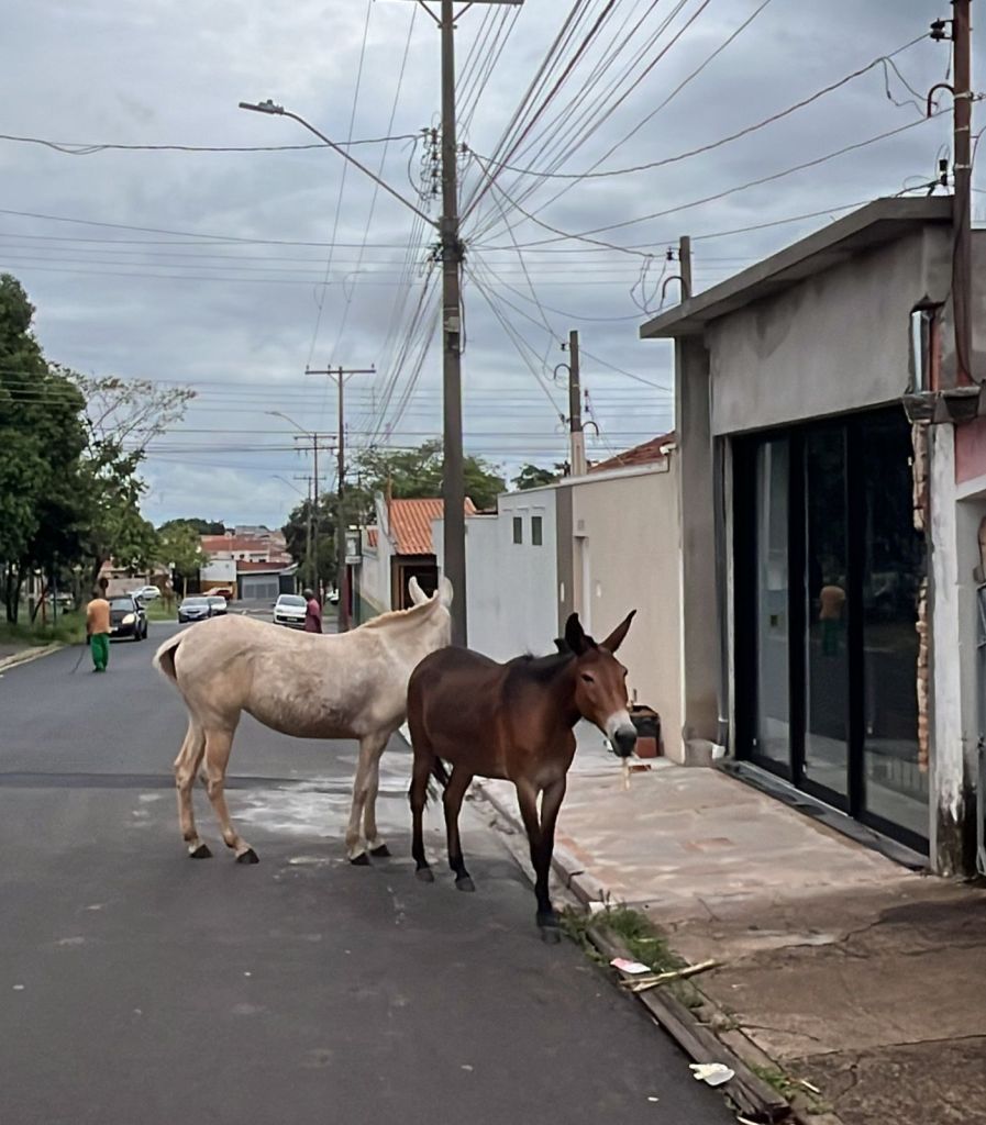 Animais de grande porte apreendidos