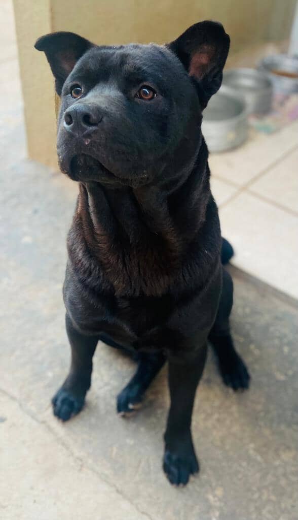 Moradora de São Carlos procura por cachorro desaparecido após tragédia com outros dois animais Moradora de São Carlos procura por cachorro desaparecido após tragédia com outros dois animais