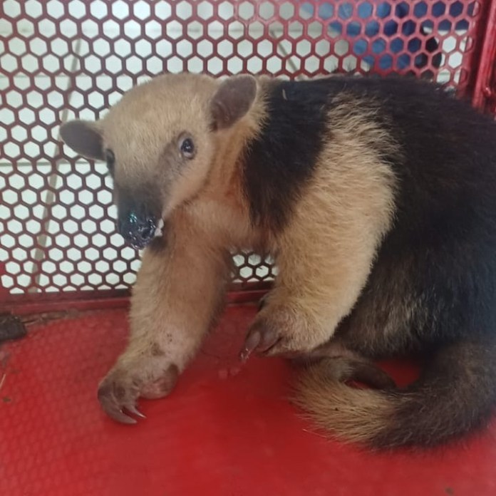 Tamanduá-Mirim é resgatado