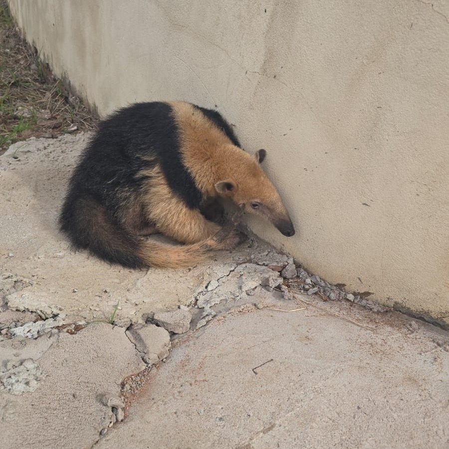 Tamanduá-Mirim é Resgatado no Bairro Jardim Modelo, em Brotas