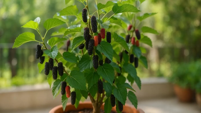 7 truques para ter uma amoreira em vaso carregada mesmo em pouco espaço (1) 7 truques para ter uma amoreira em vaso carregada mesmo em pouco espaço