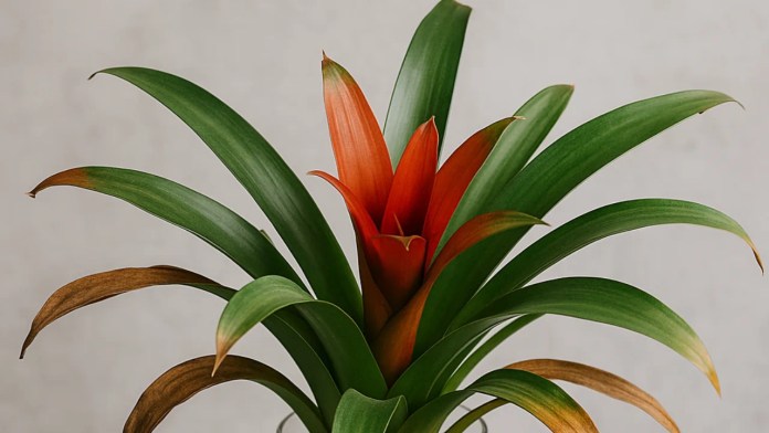 Bromélia com folhas secas Veja 3 motivos e como resolver sem replantar