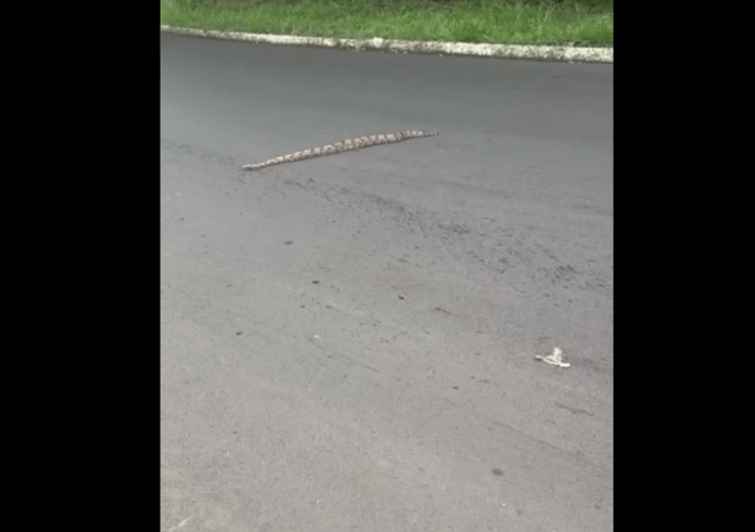 Jiboia na rotatória da Educativa