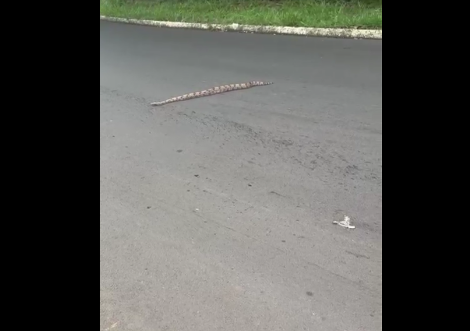 Jiboia na rotatória da Educativa