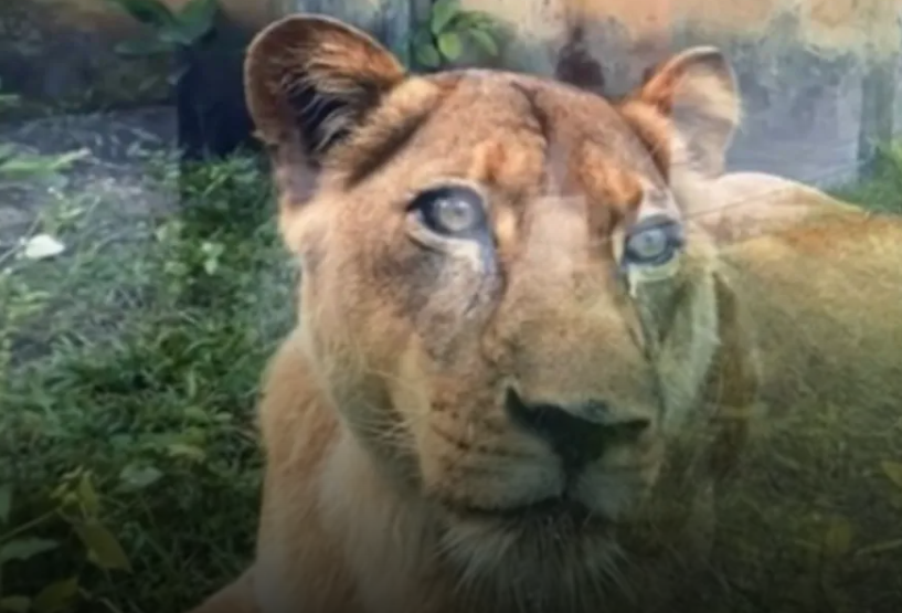 Leoa que matou homem em parque de João Pessoa está bem
