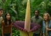 Flor-cadáver: 7 curiosidades sobre a maior e mais estranha flor do mundo Flor-cadáver