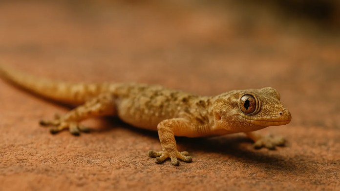 Não é acidente, é técnica saiba como e por que as lagartixas perdem o rabo e conseguem enganar predadores