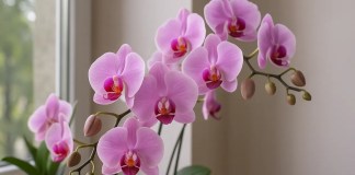Orquídea phalaenopsis: use técnica simples para renovar flores em ambientes fechados Orquídea phalaenopsis