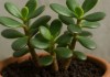 planta jade