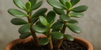 Sua planta jade não vai apodrecer as raízes se você aplicar bicarbonato de sódio deste jeito específico planta jade