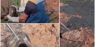 Sucuri de 2,5 m é capturada em frente de residência