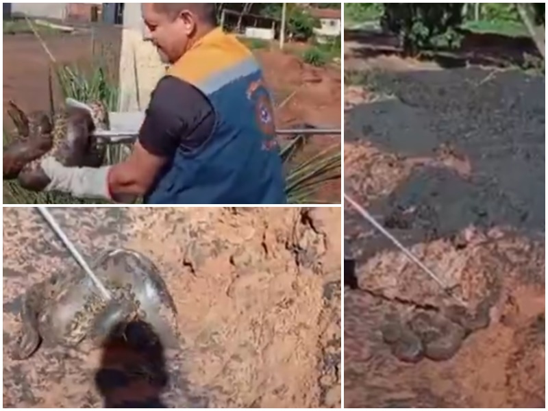 Sucuri de 2,5 m é capturada em frente de residência