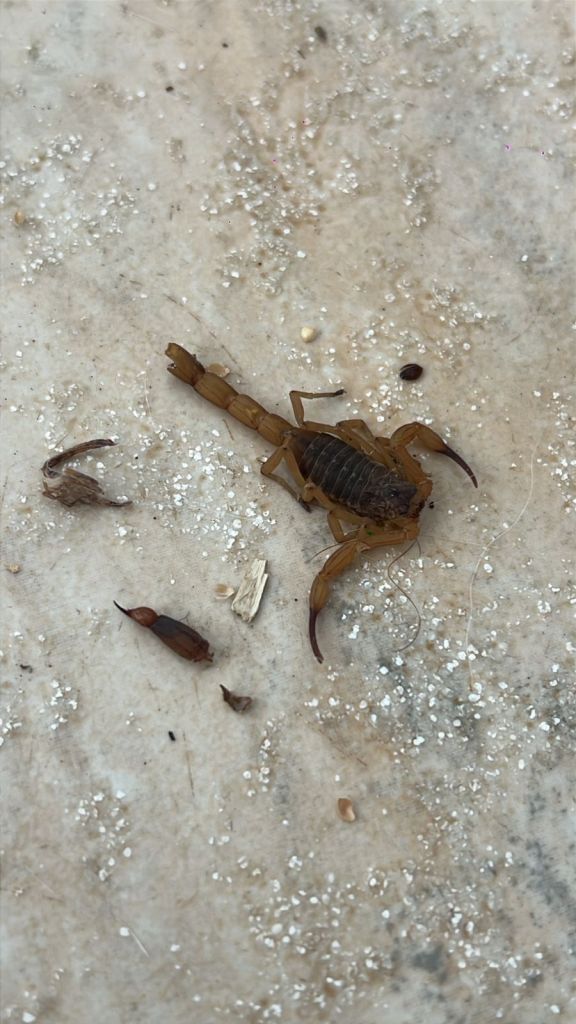 O escorpião-amarelo (Tityus serrulatus) é considerado o mais venenoso do Brasil e responsável pela maior parte dos acidentes graves no país