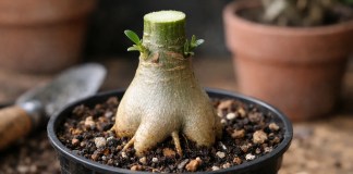 3 cortes estratégicos para multiplicar rosas-do-deserto — e só um garante caudex firme desde o início 3 cortes estratégicos para multiplicar rosas-do-deserto