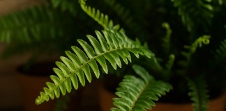 4 razões para aplicar solução de alho + detergente em sua samambaia e ver novas folhagens em dias
