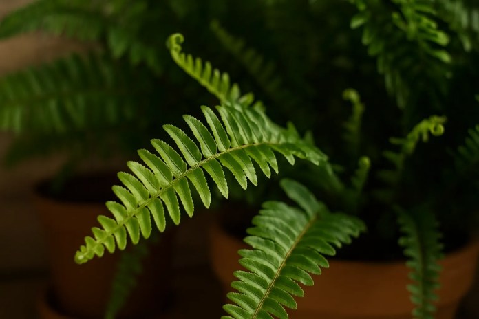 4 razões para aplicar solução de alho + detergente em sua samambaia e ver novas folhagens em dias 4 razões para aplicar solução de alho + detergente em sua samambaia e ver novas folhagens em dias