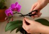 5 benefícios da poda lunar na orquídea para induzir flores mais intensas e duradouras no próximo ciclo 5 benefícios da poda lunar na orquídea para induzir flores mais intensas e duradouras no próximo ciclo