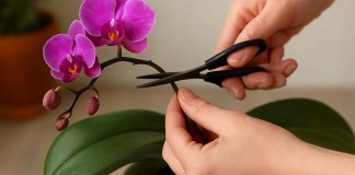 5 benefícios da poda lunar na orquídea para induzir flores mais intensas e duradouras no próximo ciclo