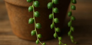 5 benefícios da suculenta colar-de-pérolas que vão além da beleza suspensa 5 benefícios da suculenta colar-de-pérolas que vão além da beleza suspensa