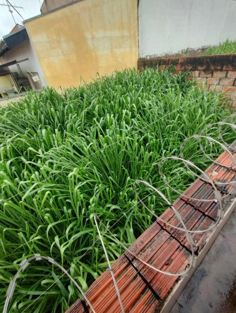 Terreno com mato alto