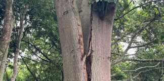 Paineira está rachada