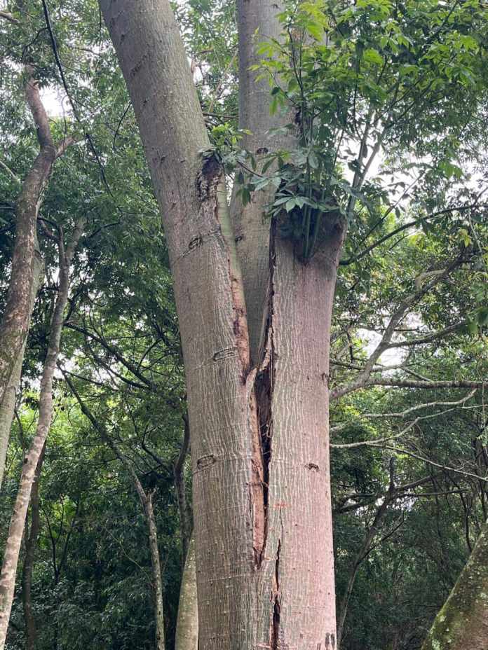 Paineira está rachada Paineira está rachada