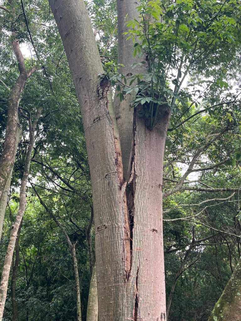 Paineira está rachada