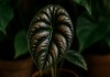 6 detalhes da Alocasia Cuprea que revelam sua força visual como planta de presença na decoração Urban Jungle