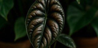 6 detalhes da Alocasia Cuprea que revelam sua força visual como planta de presença na decoração Urban Jungle 6 detalhes da Alocasia Cuprea que revelam sua força visual como planta de presença na decoração Urban Jungle