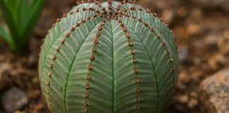 8 detalhes da Euphorbia obesa que mostram por que ela virou objeto de desejo entre colecionadores 8 detalhes da Euphorbia obesa que mostram por que ela virou objeto de desejo entre colecionadores