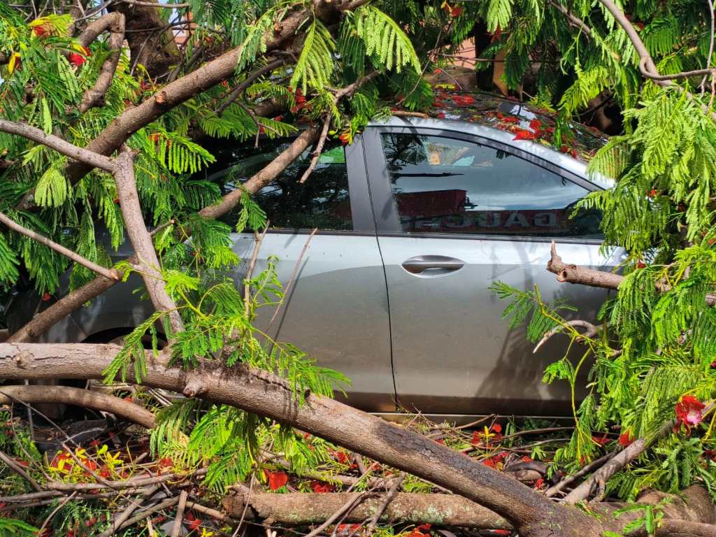 Árvore caiu em cima de carro