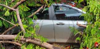 Árvore caiu em cima de carro