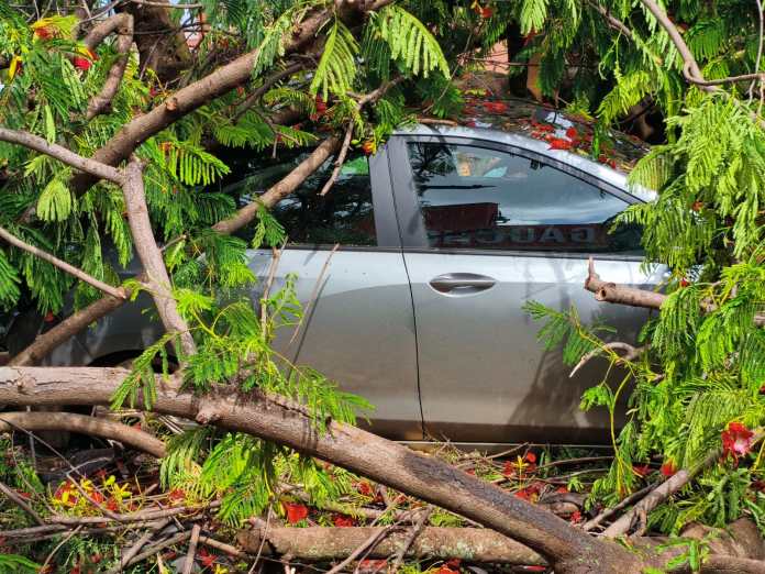 Árvore caiu em cima de carro