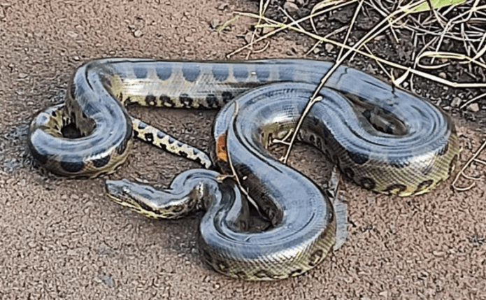 Homem é ferido por filhote de sucuri e reage mordendo o animal em Mococa