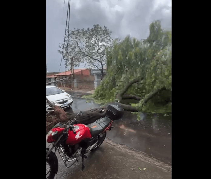 Queda de árvore derruba dois postes e deixa moradores sem energia na José Mário Gonçalves