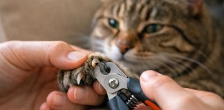 Como cortar as unhas do gato sem sofrimento e sem levar arranhões