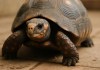 Como identificar um jabuti perdido e os cuidados imediatos que aumentam suas chances de sobrevivência